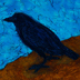 feathered omen of black and blue